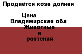 Продаётся коза дойная › Цена ­ 5 000 - Владимирская обл. Животные и растения » Другие животные   